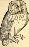 Picture 166 of 971 from Icones animalium quadrupedum uiuiparorum et ouiparorum : quae in Historiae animalium Conradi Gesneri libro I. et II. describuntur, cum nomenclaturis singulorum latinis, graecis, italicis, gallicis, et germanicis plerunque, et aliarum quoque linguarum, certis ordinibus digestae (1560), leaf 160