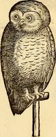 Picture 167 of 971 from Icones animalium quadrupedum uiuiparorum et ouiparorum : quae in Historiae animalium Conradi Gesneri libro I. et II. describuntur, cum nomenclaturis singulorum latinis, graecis, italicis, gallicis, et germanicis plerunque, et aliarum quoque linguarum, certis ordinibus digestae (1560), leaf 160