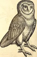 Picture 168 of 971 from Icones animalium quadrupedum uiuiparorum et ouiparorum : quae in Historiae animalium Conradi Gesneri libro I. et II. describuntur, cum nomenclaturis singulorum latinis, graecis, italicis, gallicis, et germanicis plerunque, et aliarum quoque linguarum, certis ordinibus digestae (1560), leaf 161