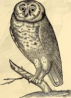 Picture 169 of 971 from Icones animalium quadrupedum uiuiparorum et ouiparorum : quae in Historiae animalium Conradi Gesneri libro I. et II. describuntur, cum nomenclaturis singulorum latinis, graecis, italicis, gallicis, et germanicis plerunque, et aliarum quoque linguarum, certis ordinibus digestae (1560), leaf 162