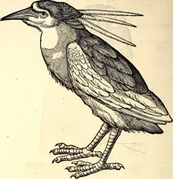 An illustration from Icones animalium quadrupedum uiuiparorum et ouiparorum : quae in Historiae animalium Conradi Gesneri libro I. et II. describuntur, cum nomenclaturis singulorum latinis, graecis, italicis, gallicis, et germanicis plerunque, et aliarum quoque linguarum, certis ordinibus digestae (1560)