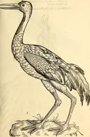 An illustration from Icones animalium quadrupedum uiuiparorum et ouiparorum : quae in Historiae animalium Conradi Gesneri libro I. et II. describuntur, cum nomenclaturis singulorum latinis, graecis, italicis, gallicis, et germanicis plerunque, et aliarum quoque linguarum, certis ordinibus digestae (1560)