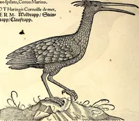 An illustration from Icones animalium quadrupedum uiuiparorum et ouiparorum : quae in Historiae animalium Conradi Gesneri libro I. et II. describuntur, cum nomenclaturis singulorum latinis, graecis, italicis, gallicis, et germanicis plerunque, et aliarum quoque linguarum, certis ordinibus digestae (1560)