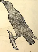 Picture 177 of 971 from Icones animalium quadrupedum uiuiparorum et ouiparorum : quae in Historiae animalium Conradi Gesneri libro I. et II. describuntur, cum nomenclaturis singulorum latinis, graecis, italicis, gallicis, et germanicis plerunque, et aliarum quoque linguarum, certis ordinibus digestae (1560), leaf 167