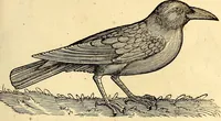 Picture 178 of 971 from Icones animalium quadrupedum uiuiparorum et ouiparorum : quae in Historiae animalium Conradi Gesneri libro I. et II. describuntur, cum nomenclaturis singulorum latinis, graecis, italicis, gallicis, et germanicis plerunque, et aliarum quoque linguarum, certis ordinibus digestae (1560), leaf 168