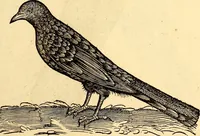 Picture 179 of 971 from Icones animalium quadrupedum uiuiparorum et ouiparorum : quae in Historiae animalium Conradi Gesneri libro I. et II. describuntur, cum nomenclaturis singulorum latinis, graecis, italicis, gallicis, et germanicis plerunque, et aliarum quoque linguarum, certis ordinibus digestae (1560), leaf 168