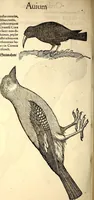Picture 182 of 971 from Icones animalium quadrupedum uiuiparorum et ouiparorum : quae in Historiae animalium Conradi Gesneri libro I. et II. describuntur, cum nomenclaturis singulorum latinis, graecis, italicis, gallicis, et germanicis plerunque, et aliarum quoque linguarum, certis ordinibus digestae (1560), leaf 171