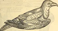 Picture 183 of 971 from Icones animalium quadrupedum uiuiparorum et ouiparorum : quae in Historiae animalium Conradi Gesneri libro I. et II. describuntur, cum nomenclaturis singulorum latinis, graecis, italicis, gallicis, et germanicis plerunque, et aliarum quoque linguarum, certis ordinibus digestae (1560), leaf 172