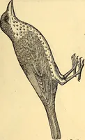 Picture 186 of 971 from Icones animalium quadrupedum uiuiparorum et ouiparorum : quae in Historiae animalium Conradi Gesneri libro I. et II. describuntur, cum nomenclaturis singulorum latinis, graecis, italicis, gallicis, et germanicis plerunque, et aliarum quoque linguarum, certis ordinibus digestae (1560), leaf 174