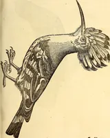 Picture 188 of 971 from Icones animalium quadrupedum uiuiparorum et ouiparorum : quae in Historiae animalium Conradi Gesneri libro I. et II. describuntur, cum nomenclaturis singulorum latinis, graecis, italicis, gallicis, et germanicis plerunque, et aliarum quoque linguarum, certis ordinibus digestae (1560), leaf 176