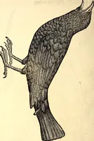 Picture 189 of 971 from Icones animalium quadrupedum uiuiparorum et ouiparorum : quae in Historiae animalium Conradi Gesneri libro I. et II. describuntur, cum nomenclaturis singulorum latinis, graecis, italicis, gallicis, et germanicis plerunque, et aliarum quoque linguarum, certis ordinibus digestae (1560), leaf 177