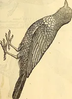 Picture 190 of 971 from Icones animalium quadrupedum uiuiparorum et ouiparorum : quae in Historiae animalium Conradi Gesneri libro I. et II. describuntur, cum nomenclaturis singulorum latinis, graecis, italicis, gallicis, et germanicis plerunque, et aliarum quoque linguarum, certis ordinibus digestae (1560), leaf 178