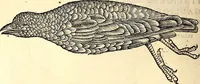 Picture 191 of 971 from Icones animalium quadrupedum uiuiparorum et ouiparorum : quae in Historiae animalium Conradi Gesneri libro I. et II. describuntur, cum nomenclaturis singulorum latinis, graecis, italicis, gallicis, et germanicis plerunque, et aliarum quoque linguarum, certis ordinibus digestae (1560), leaf 179