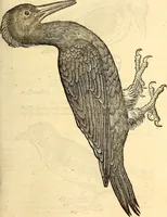 Picture 193 of 971 from Icones animalium quadrupedum uiuiparorum et ouiparorum : quae in Historiae animalium Conradi Gesneri libro I. et II. describuntur, cum nomenclaturis singulorum latinis, graecis, italicis, gallicis, et germanicis plerunque, et aliarum quoque linguarum, certis ordinibus digestae (1560), leaf 180