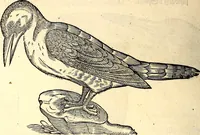 An illustration from Icones animalium quadrupedum uiuiparorum et ouiparorum : quae in Historiae animalium Conradi Gesneri libro I. et II. describuntur, cum nomenclaturis singulorum latinis, graecis, italicis, gallicis, et germanicis plerunque, et aliarum quoque linguarum, certis ordinibus digestae (1560)