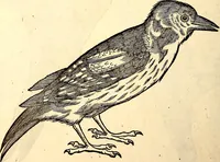 An illustration from Icones animalium quadrupedum uiuiparorum et ouiparorum : quae in Historiae animalium Conradi Gesneri libro I. et II. describuntur, cum nomenclaturis singulorum latinis, graecis, italicis, gallicis, et germanicis plerunque, et aliarum quoque linguarum, certis ordinibus digestae (1560)