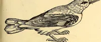 An illustration from Icones animalium quadrupedum uiuiparorum et ouiparorum : quae in Historiae animalium Conradi Gesneri libro I. et II. describuntur, cum nomenclaturis singulorum latinis, graecis, italicis, gallicis, et germanicis plerunque, et aliarum quoque linguarum, certis ordinibus digestae (1560)