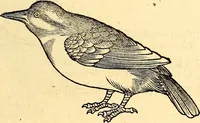Picture 197 of 971 from Icones animalium quadrupedum uiuiparorum et ouiparorum : quae in Historiae animalium Conradi Gesneri libro I. et II. describuntur, cum nomenclaturis singulorum latinis, graecis, italicis, gallicis, et germanicis plerunque, et aliarum quoque linguarum, certis ordinibus digestae (1560), leaf 182