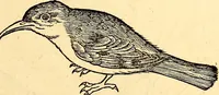 Picture 198 of 971 from Icones animalium quadrupedum uiuiparorum et ouiparorum : quae in Historiae animalium Conradi Gesneri libro I. et II. describuntur, cum nomenclaturis singulorum latinis, graecis, italicis, gallicis, et germanicis plerunque, et aliarum quoque linguarum, certis ordinibus digestae (1560), leaf 182
