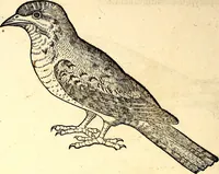 Picture 199 of 971 from Icones animalium quadrupedum uiuiparorum et ouiparorum : quae in Historiae animalium Conradi Gesneri libro I. et II. describuntur, cum nomenclaturis singulorum latinis, graecis, italicis, gallicis, et germanicis plerunque, et aliarum quoque linguarum, certis ordinibus digestae (1560), leaf 183