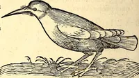 Picture 200 of 971 from Icones animalium quadrupedum uiuiparorum et ouiparorum : quae in Historiae animalium Conradi Gesneri libro I. et II. describuntur, cum nomenclaturis singulorum latinis, graecis, italicis, gallicis, et germanicis plerunque, et aliarum quoque linguarum, certis ordinibus digestae (1560), leaf 183