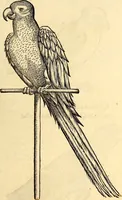 Picture 202 of 971 from Icones animalium quadrupedum uiuiparorum et ouiparorum : quae in Historiae animalium Conradi Gesneri libro I. et II. describuntur, cum nomenclaturis singulorum latinis, graecis, italicis, gallicis, et germanicis plerunque, et aliarum quoque linguarum, certis ordinibus digestae (1560), leaf 184