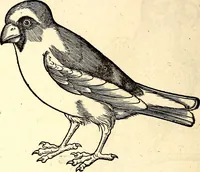 Picture 203 of 971 from Icones animalium quadrupedum uiuiparorum et ouiparorum : quae in Historiae animalium Conradi Gesneri libro I. et II. describuntur, cum nomenclaturis singulorum latinis, graecis, italicis, gallicis, et germanicis plerunque, et aliarum quoque linguarum, certis ordinibus digestae (1560), leaf 185