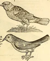 Picture 205 of 971 from Icones animalium quadrupedum uiuiparorum et ouiparorum : quae in Historiae animalium Conradi Gesneri libro I. et II. describuntur, cum nomenclaturis singulorum latinis, graecis, italicis, gallicis, et germanicis plerunque, et aliarum quoque linguarum, certis ordinibus digestae (1560), leaf 186