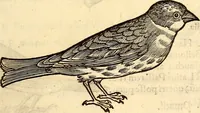 Picture 206 of 971 from Icones animalium quadrupedum uiuiparorum et ouiparorum : quae in Historiae animalium Conradi Gesneri libro I. et II. describuntur, cum nomenclaturis singulorum latinis, graecis, italicis, gallicis, et germanicis plerunque, et aliarum quoque linguarum, certis ordinibus digestae (1560), leaf 186