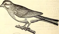 Picture 208 of 971 from Icones animalium quadrupedum uiuiparorum et ouiparorum : quae in Historiae animalium Conradi Gesneri libro I. et II. describuntur, cum nomenclaturis singulorum latinis, graecis, italicis, gallicis, et germanicis plerunque, et aliarum quoque linguarum, certis ordinibus digestae (1560), leaf 187