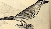 Picture 209 of 971 from Icones animalium quadrupedum uiuiparorum et ouiparorum : quae in Historiae animalium Conradi Gesneri libro I. et II. describuntur, cum nomenclaturis singulorum latinis, graecis, italicis, gallicis, et germanicis plerunque, et aliarum quoque linguarum, certis ordinibus digestae (1560), leaf 187