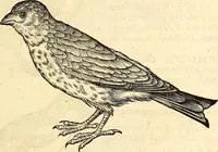 Picture 211 of 971 from Icones animalium quadrupedum uiuiparorum et ouiparorum : quae in Historiae animalium Conradi Gesneri libro I. et II. describuntur, cum nomenclaturis singulorum latinis, graecis, italicis, gallicis, et germanicis plerunque, et aliarum quoque linguarum, certis ordinibus digestae (1560), leaf 188