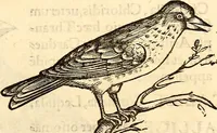 Picture 212 of 971 from Icones animalium quadrupedum uiuiparorum et ouiparorum : quae in Historiae animalium Conradi Gesneri libro I. et II. describuntur, cum nomenclaturis singulorum latinis, graecis, italicis, gallicis, et germanicis plerunque, et aliarum quoque linguarum, certis ordinibus digestae (1560), leaf 188
