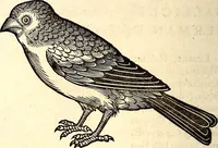 Picture 214 of 971 from Icones animalium quadrupedum uiuiparorum et ouiparorum : quae in Historiae animalium Conradi Gesneri libro I. et II. describuntur, cum nomenclaturis singulorum latinis, graecis, italicis, gallicis, et germanicis plerunque, et aliarum quoque linguarum, certis ordinibus digestae (1560), leaf 189