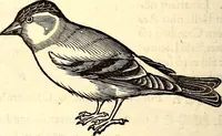 Picture 215 of 971 from Icones animalium quadrupedum uiuiparorum et ouiparorum : quae in Historiae animalium Conradi Gesneri libro I. et II. describuntur, cum nomenclaturis singulorum latinis, graecis, italicis, gallicis, et germanicis plerunque, et aliarum quoque linguarum, certis ordinibus digestae (1560), leaf 189