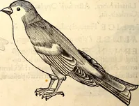 Picture 216 of 971 from Icones animalium quadrupedum uiuiparorum et ouiparorum : quae in Historiae animalium Conradi Gesneri libro I. et II. describuntur, cum nomenclaturis singulorum latinis, graecis, italicis, gallicis, et germanicis plerunque, et aliarum quoque linguarum, certis ordinibus digestae (1560), leaf 189