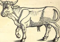 Picture 3 of 971 from Icones animalium quadrupedum uiuiparorum et ouiparorum : quae in Historiae animalium Conradi Gesneri libro I. et II. describuntur, cum nomenclaturis singulorum latinis, graecis, italicis, gallicis, et germanicis plerunque, et aliarum quoque linguarum, certis ordinibus digestae (1560), leaf 19