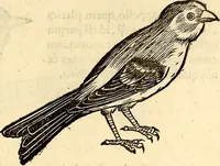 Picture 217 of 971 from Icones animalium quadrupedum uiuiparorum et ouiparorum : quae in Historiae animalium Conradi Gesneri libro I. et II. describuntur, cum nomenclaturis singulorum latinis, graecis, italicis, gallicis, et germanicis plerunque, et aliarum quoque linguarum, certis ordinibus digestae (1560), leaf 190