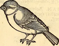 Picture 220 of 971 from Icones animalium quadrupedum uiuiparorum et ouiparorum : quae in Historiae animalium Conradi Gesneri libro I. et II. describuntur, cum nomenclaturis singulorum latinis, graecis, italicis, gallicis, et germanicis plerunque, et aliarum quoque linguarum, certis ordinibus digestae (1560), leaf 190