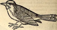 Picture 221 of 971 from Icones animalium quadrupedum uiuiparorum et ouiparorum : quae in Historiae animalium Conradi Gesneri libro I. et II. describuntur, cum nomenclaturis singulorum latinis, graecis, italicis, gallicis, et germanicis plerunque, et aliarum quoque linguarum, certis ordinibus digestae (1560), leaf 191