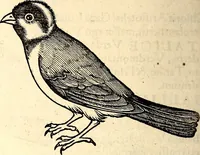 Picture 222 of 971 from Icones animalium quadrupedum uiuiparorum et ouiparorum : quae in Historiae animalium Conradi Gesneri libro I. et II. describuntur, cum nomenclaturis singulorum latinis, graecis, italicis, gallicis, et germanicis plerunque, et aliarum quoque linguarum, certis ordinibus digestae (1560), leaf 191