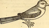 Picture 225 of 971 from Icones animalium quadrupedum uiuiparorum et ouiparorum : quae in Historiae animalium Conradi Gesneri libro I. et II. describuntur, cum nomenclaturis singulorum latinis, graecis, italicis, gallicis, et germanicis plerunque, et aliarum quoque linguarum, certis ordinibus digestae (1560), leaf 192