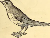 Picture 226 of 971 from Icones animalium quadrupedum uiuiparorum et ouiparorum : quae in Historiae animalium Conradi Gesneri libro I. et II. describuntur, cum nomenclaturis singulorum latinis, graecis, italicis, gallicis, et germanicis plerunque, et aliarum quoque linguarum, certis ordinibus digestae (1560), leaf 192