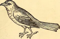 Picture 227 of 971 from Icones animalium quadrupedum uiuiparorum et ouiparorum : quae in Historiae animalium Conradi Gesneri libro I. et II. describuntur, cum nomenclaturis singulorum latinis, graecis, italicis, gallicis, et germanicis plerunque, et aliarum quoque linguarum, certis ordinibus digestae (1560), leaf 192