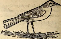 Picture 228 of 971 from Icones animalium quadrupedum uiuiparorum et ouiparorum : quae in Historiae animalium Conradi Gesneri libro I. et II. describuntur, cum nomenclaturis singulorum latinis, graecis, italicis, gallicis, et germanicis plerunque, et aliarum quoque linguarum, certis ordinibus digestae (1560), leaf 193