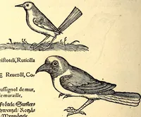 Picture 229 of 971 from Icones animalium quadrupedum uiuiparorum et ouiparorum : quae in Historiae animalium Conradi Gesneri libro I. et II. describuntur, cum nomenclaturis singulorum latinis, graecis, italicis, gallicis, et germanicis plerunque, et aliarum quoque linguarum, certis ordinibus digestae (1560), leaf 193