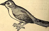 Picture 230 of 971 from Icones animalium quadrupedum uiuiparorum et ouiparorum : quae in Historiae animalium Conradi Gesneri libro I. et II. describuntur, cum nomenclaturis singulorum latinis, graecis, italicis, gallicis, et germanicis plerunque, et aliarum quoque linguarum, certis ordinibus digestae (1560), leaf 193