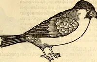 An illustration from Icones animalium quadrupedum uiuiparorum et ouiparorum : quae in Historiae animalium Conradi Gesneri libro I. et II. describuntur, cum nomenclaturis singulorum latinis, graecis, italicis, gallicis, et germanicis plerunque, et aliarum quoque linguarum, certis ordinibus digestae (1560)