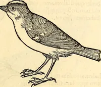 Picture 232 of 971 from Icones animalium quadrupedum uiuiparorum et ouiparorum : quae in Historiae animalium Conradi Gesneri libro I. et II. describuntur, cum nomenclaturis singulorum latinis, graecis, italicis, gallicis, et germanicis plerunque, et aliarum quoque linguarum, certis ordinibus digestae (1560), leaf 194