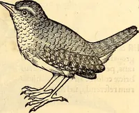 Picture 233 of 971 from Icones animalium quadrupedum uiuiparorum et ouiparorum : quae in Historiae animalium Conradi Gesneri libro I. et II. describuntur, cum nomenclaturis singulorum latinis, graecis, italicis, gallicis, et germanicis plerunque, et aliarum quoque linguarum, certis ordinibus digestae (1560), leaf 194